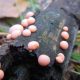 Подмосковные леса заполонили шарообразные грибы-убийцы