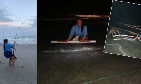 Рыбачка поймала трехметровую акулу на самодельную удочку