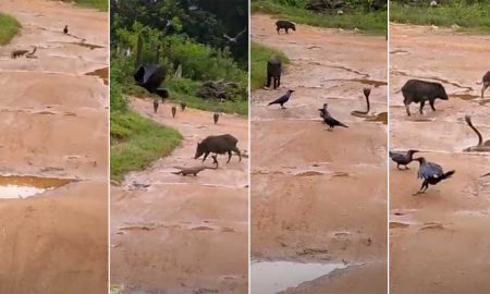 Дикие свиньи и вороны спасли кобру от голодного мангуста