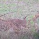 Львица отняла добычу у семейства гепардов и попала на видео