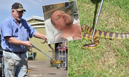 Смертельно опасная змея укусила кормившего ее дрессировщика
