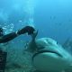 Дайвер показал, что наиболее агрессивных акул можно кормить с рук