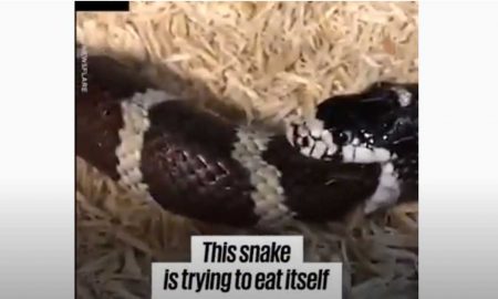 Вирусное видео: змея попыталась съесть сама себя