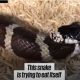 Вирусное видео: змея попыталась съесть сама себя