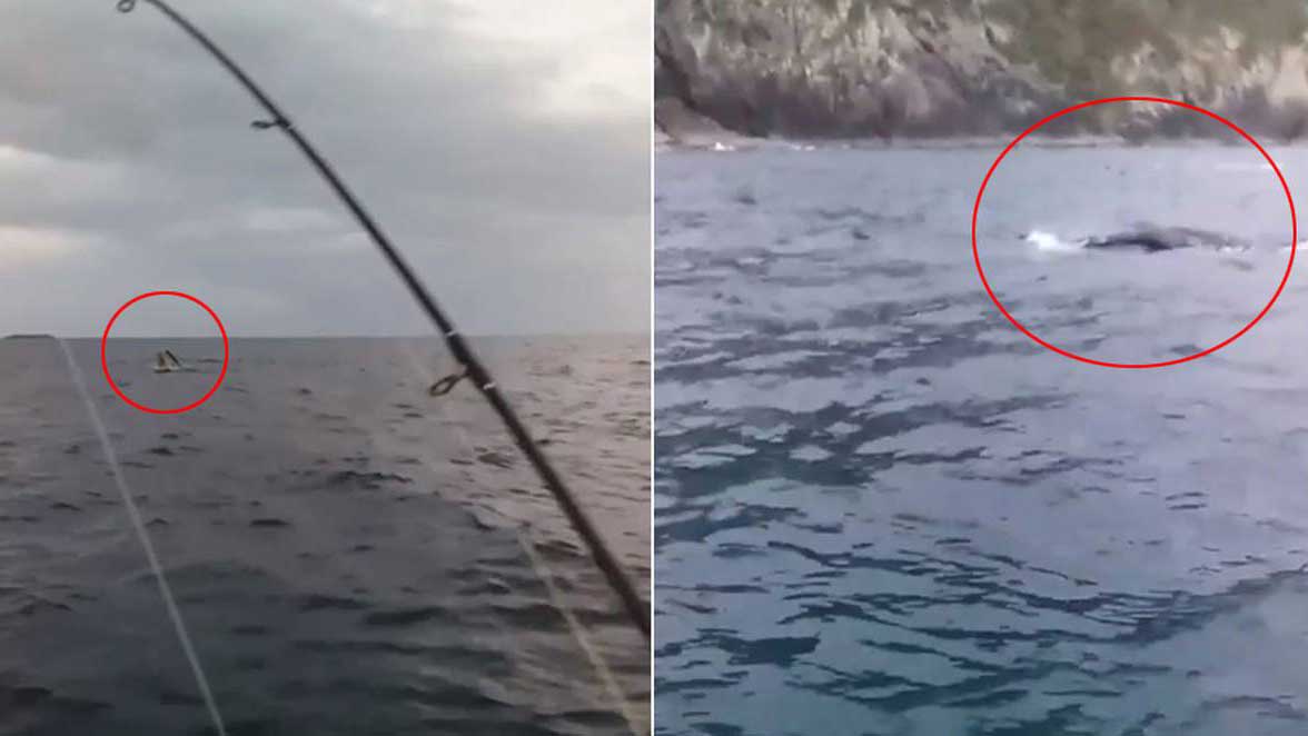Рыбак случайно поймал на удочку кита