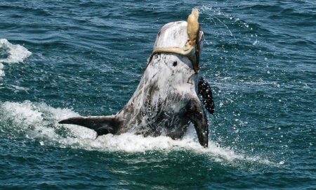 Дельфин пытался съесть осьминога на глазах ученых