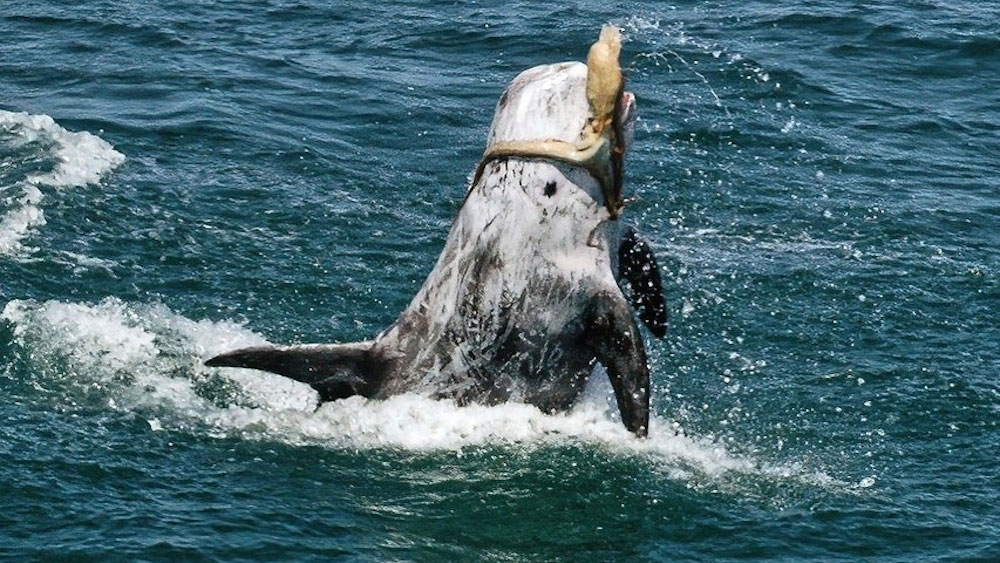 Дельфин пытался съесть осьминога на глазах ученых