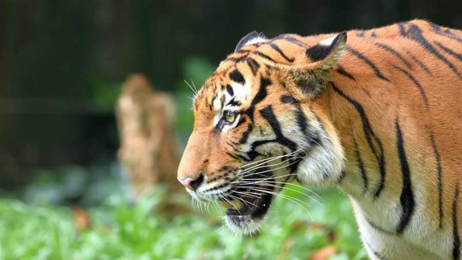Малазийский тигр
