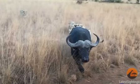 Спасаясь от прайда львов буйвол разбил автомобиль с туристами