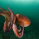 Ученые: осьминоги могут различать "вкусы" неживых предметов и добычи