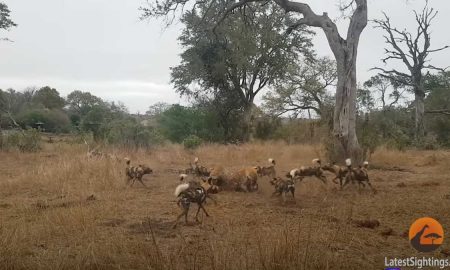 Дикие псы и гиены схлестнулись в ожесточенной битве за добычу леопарда