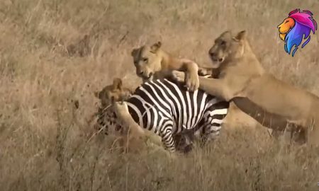 Одиноко гулявшая по саванне зебра стала добычей голодных львов