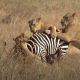 Одиноко гулявшая по саванне зебра стала добычей голодных львов