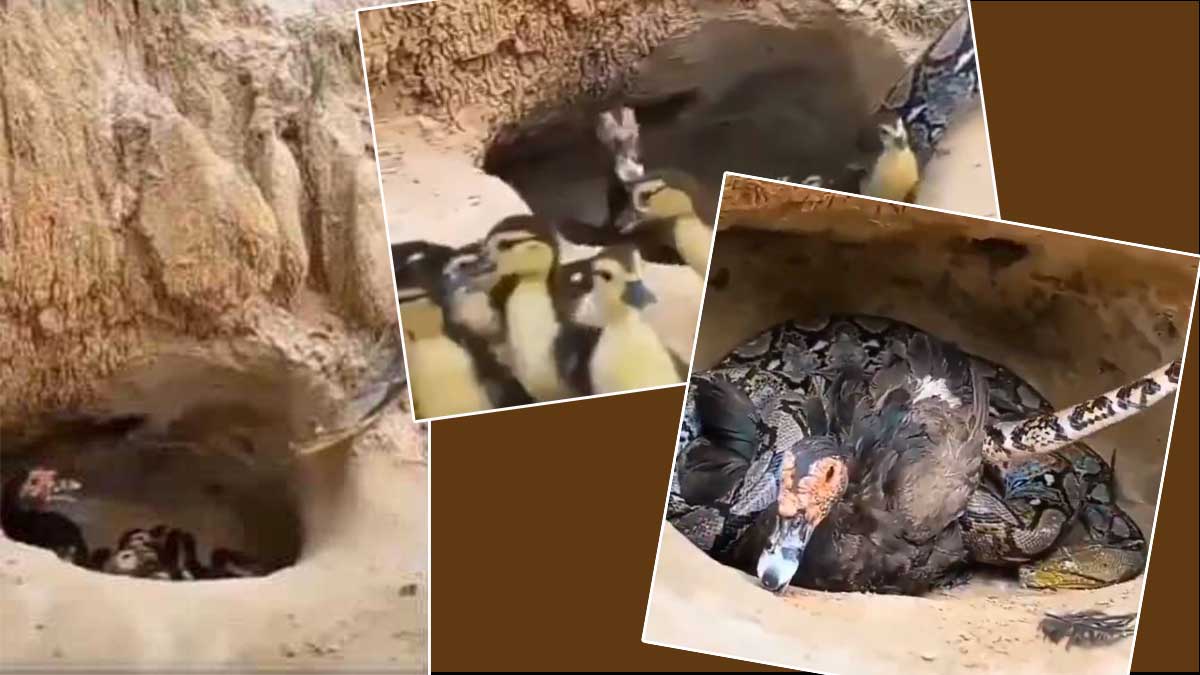 Утка пожертвовала жизнью ради спасения птенцов от змеи