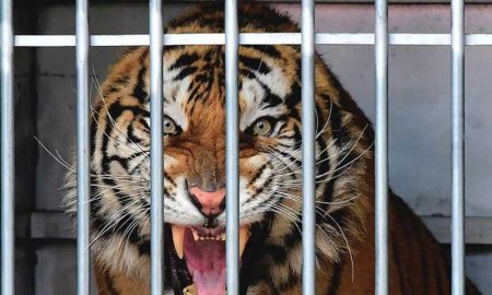 Тигр в клетке