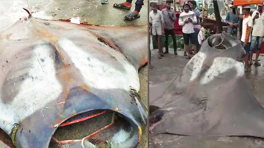 В Индии рыбакам попался гигантский морской дьявол весом 750 кг