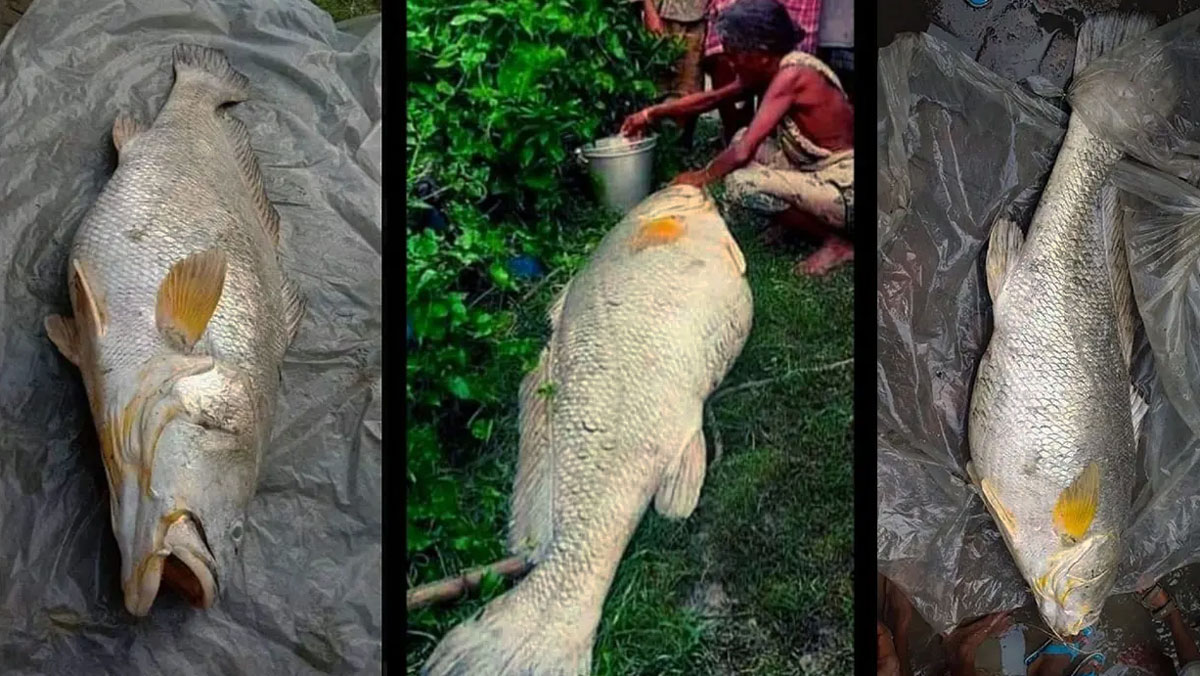 Пожилая женщина смогла выручить неплохие деньги за тухлую, но большую рыбу
