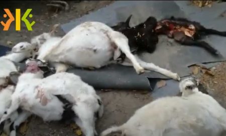 Волки загрызли стадо коз на Кубани
