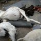 Волки загрызли стадо коз на Кубани