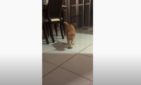 "Хозяин, я есть хочу!": видео с проголодавшимся котом развеселило Сеть
