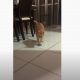 "Хозяин, я есть хочу!": видео с проголодавшимся котом развеселило Сеть