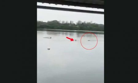 Бездомный мужчина решил искупаться в озере кишащем крокодилами
