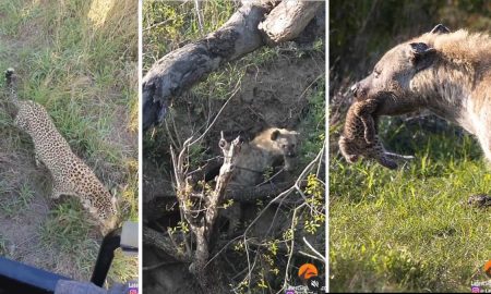 Гиена утащила детеныша из логова леопарда на глазах туристов