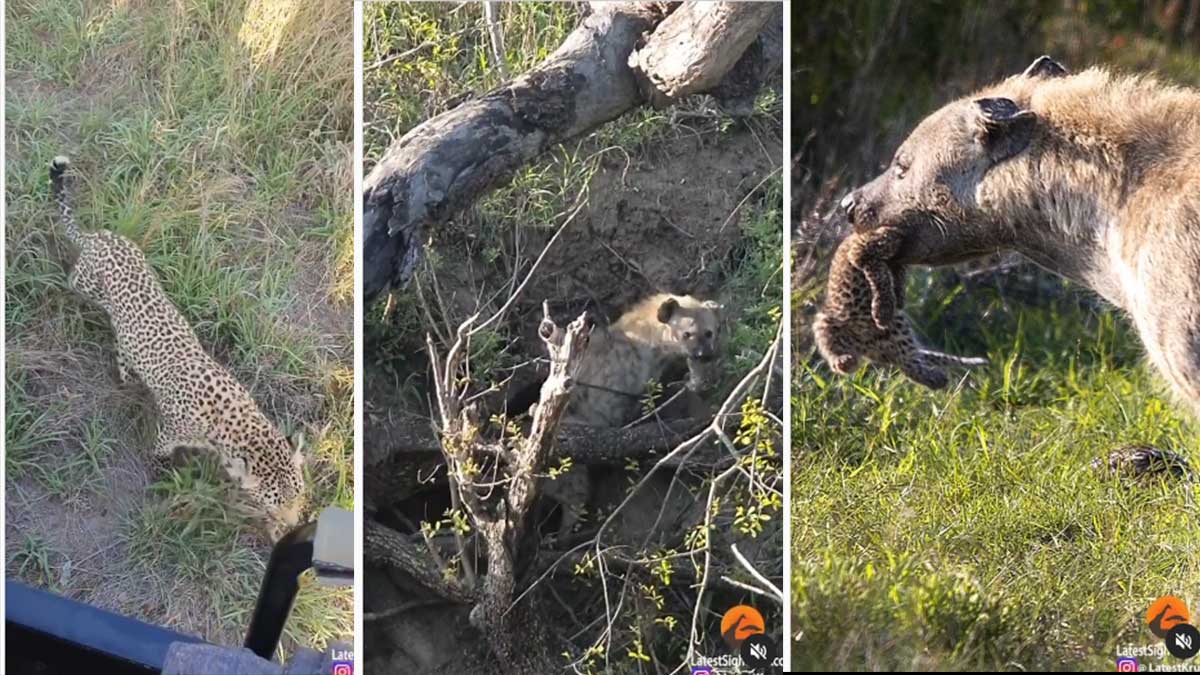 Гиена утащила детеныша из логова леопарда на глазах туристов