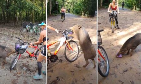 Видео: дикий кабан «украл» у велосипедистки слойки