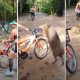 Видео: дикий кабан «украл» у велосипедистки слойки