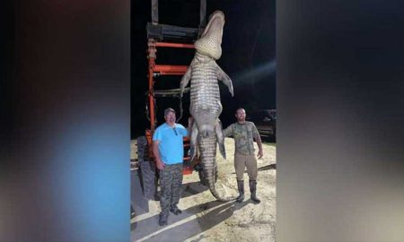 Рыболов убил охотившегося на него четырехметрового аллигатора