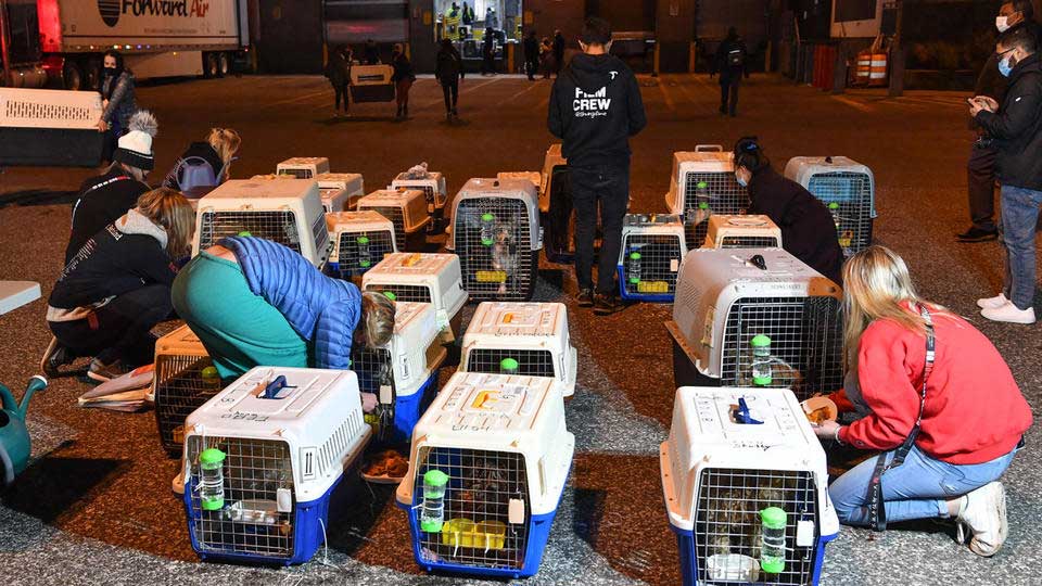 45 собак спасли от съедения и переправили из Китая в США