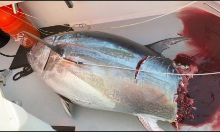 Акула откусила часть тунца на 180 тысяч рублей