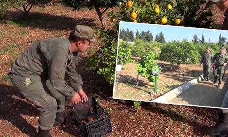 Апельсиновая роща появилась на территории базы Хмеймим в Сирии