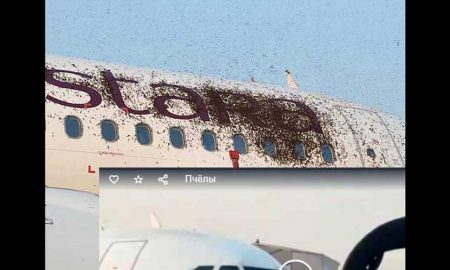 Дикие пчелы напали на самолеты и сорвали рейсы