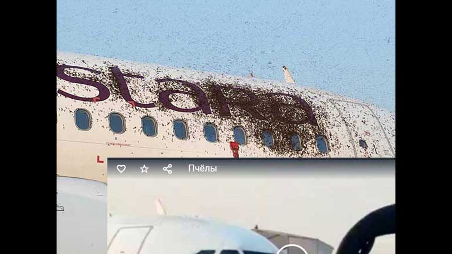 Дикие пчелы напали на самолеты и сорвали рейсы