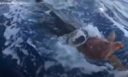 Рыбаки помогли морской черепахе спастись от голодной акулы