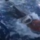 Рыбаки помогли морской черепахе спастись от голодной акулы