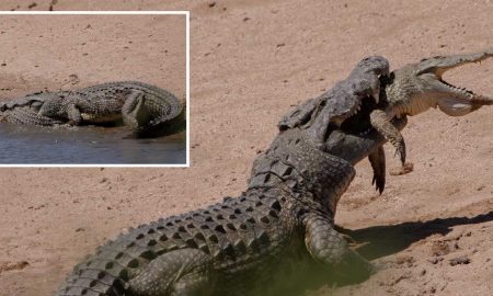 Крокодил-каннибал съел молодого собрата на глазах у туристов