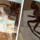 Продукт с хелицерками: австралийка хотела съесть пряник, но помешал паук
