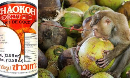 Ритейлеры объявили бойкот Chaokoh за использование труда обезьян