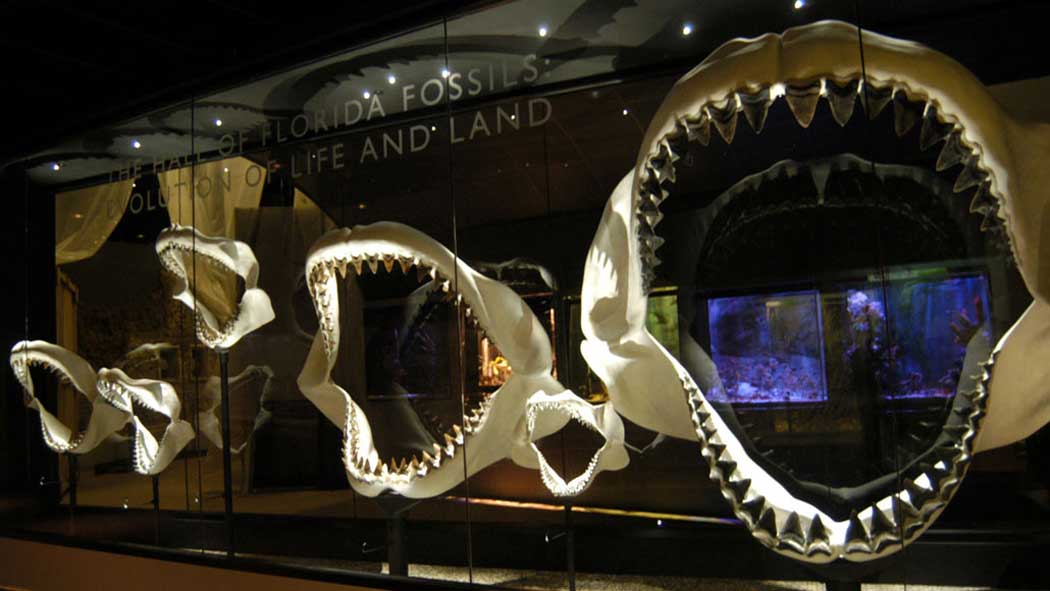 Древние акулы-монстры оказались внутриутробными каннибалами
