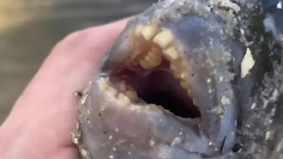 Мужчина поймал рыбу с человеческими зубами и был потрясен