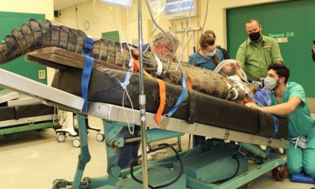 Съевшего ботинок 154-килограммового крокодила врачи спасли от смерти