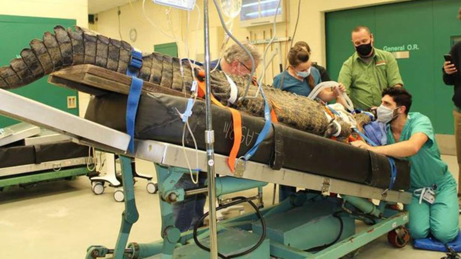 Съевшего ботинок 154-килограммового крокодила врачи спасли от смерти