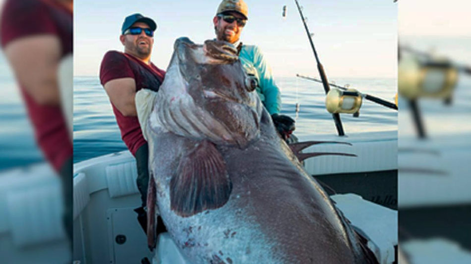 Рыболовы поймали окуня-гиганта длиной больше человеческого роста
