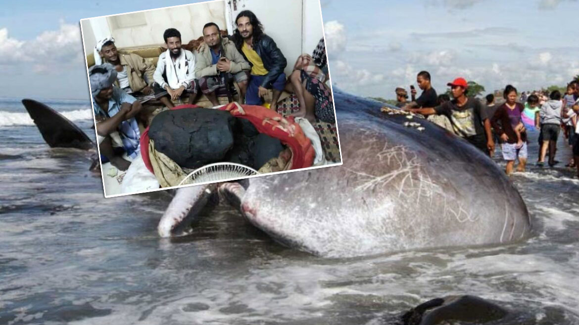 Рыбаки выловили тушу мертвого кита и стали миллионерами