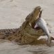 Гигантский крокодил целиком проглотил тупорылую акулу