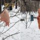Птичек подкормить: развешанные во дворах свиные шкуры напугали москвичей