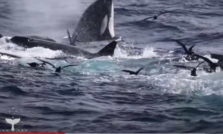 Нападение стаи косаток на кита попало на видео